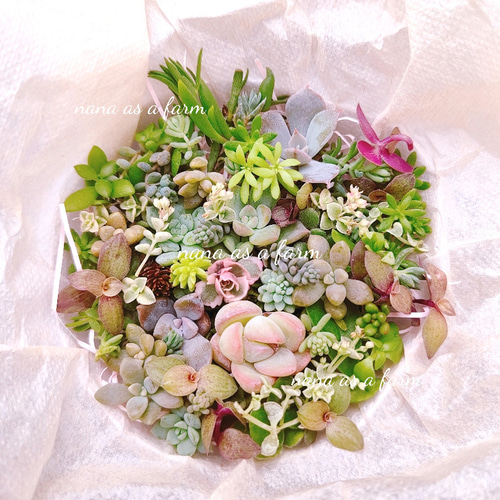 送料無料 大人気♡ s9 ちまちま寄せ植え セット カット苗 多肉植物