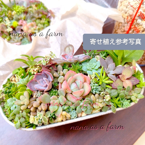 セダム畑❤️☆寄せ植え☆このまま飾れます☆ちまちまキュンキュン