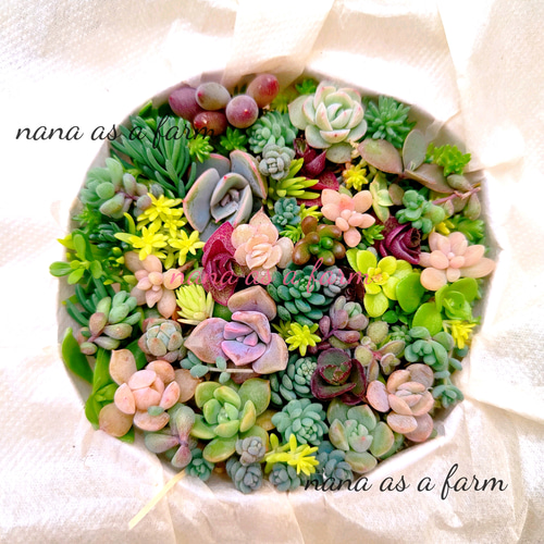 送料無料 大人気♡ s9 ちまちま寄せ植え セット カット苗 多肉植物