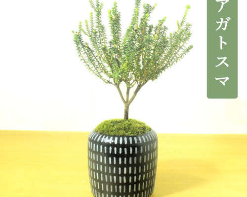盆栽 『アカシデ』 園芸 インテリア 観葉植物 ガーデニング 送料無料 b226 1df4dd750e6f95572ce0fb3223b8f1