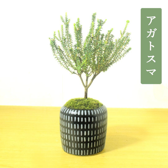 POTOCO アガトスマ ホワイトレディ 陶器鉢 観葉植物 盆栽 小品盆栽