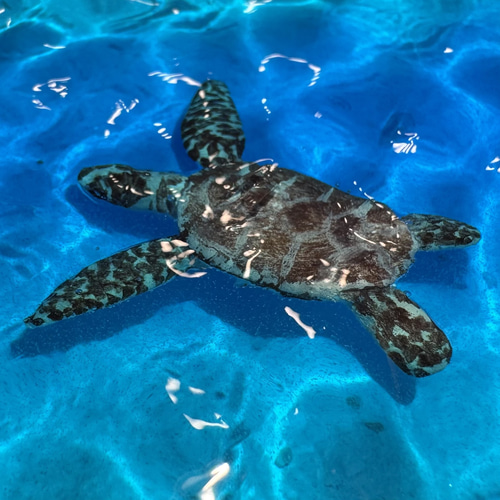 ホヌ海アート波アートレジン 【ウミガメ】 レジンアート オーシャン