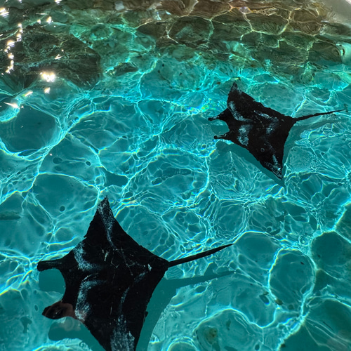 マンタ】 レジンアート オーシャンアート 沖縄 海 レジン ハンドメイド