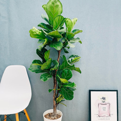 フィカス・アルテシーマ 曲がりタイプ ゴムの木 観葉植物 フロアサイズ 8号 フィカス・アルテシーマ 曲がりタイプ 大型 8寸 観葉植物 ゴムの