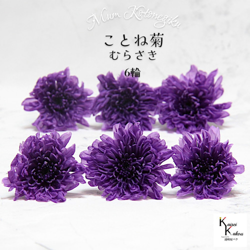 大地農園「ことね菊 むらさき 6輪」プリザーブドフラワー プリザ ハー