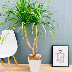 現品］20番 創樹 オリーブ ネバディロブランコ 7号 観葉植物 大型 屋外