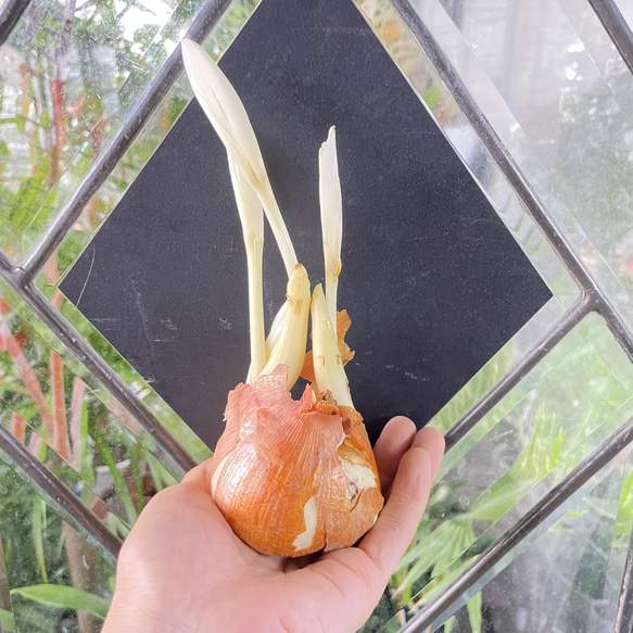 秋咲き球根 コルチカム〝ザ ジャイアント〟 紫花が楽しめる大型品種 5枚目の画像