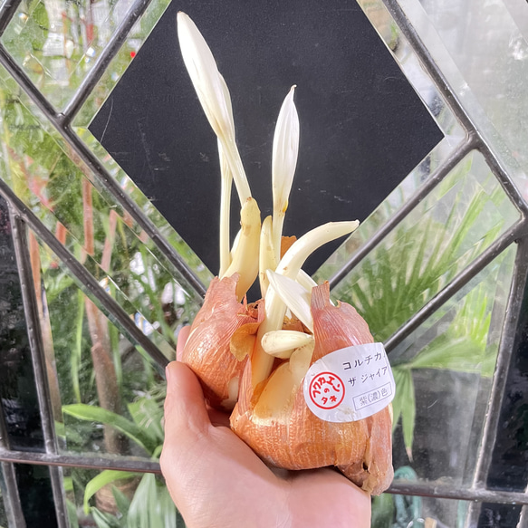 秋咲き球根 コルチカム〝ザ ジャイアント〟 紫花が楽しめる大型品種 10枚目の画像