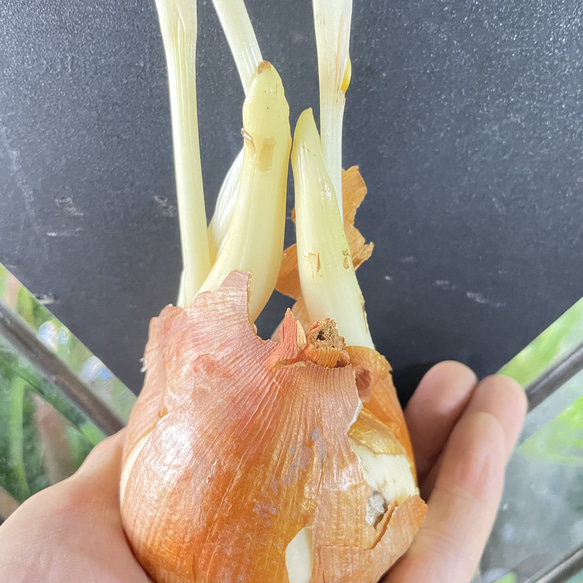 秋咲き球根 コルチカム〝ザ ジャイアント〟 紫花が楽しめる大型品種 8枚目の画像