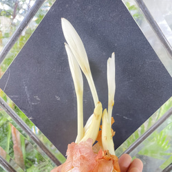 秋咲き球根 コルチカム〝ザ ジャイアント〟 紫花が楽しめる大型品種 9枚目の画像