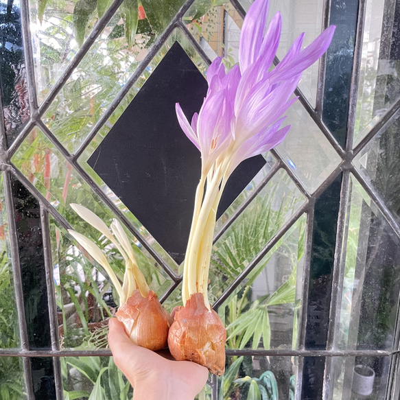 秋咲き球根 コルチカム〝ザ ジャイアント〟 紫花が楽しめる大型品種 4枚目の画像