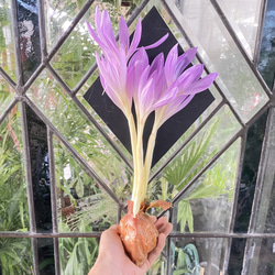 秋咲き球根 コルチカム〝ザ ジャイアント〟 紫花が楽しめる大型品種 1枚目の画像