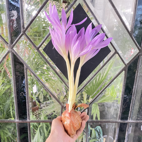 秋咲き球根 コルチカム〝ザ ジャイアント〟 紫花が楽しめる大型品種 1枚目の画像