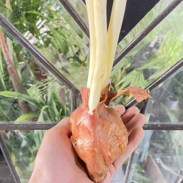 秋咲き球根 コルチカム〝ザ ジャイアント〟 紫花が楽しめる大型品種 7枚目の画像