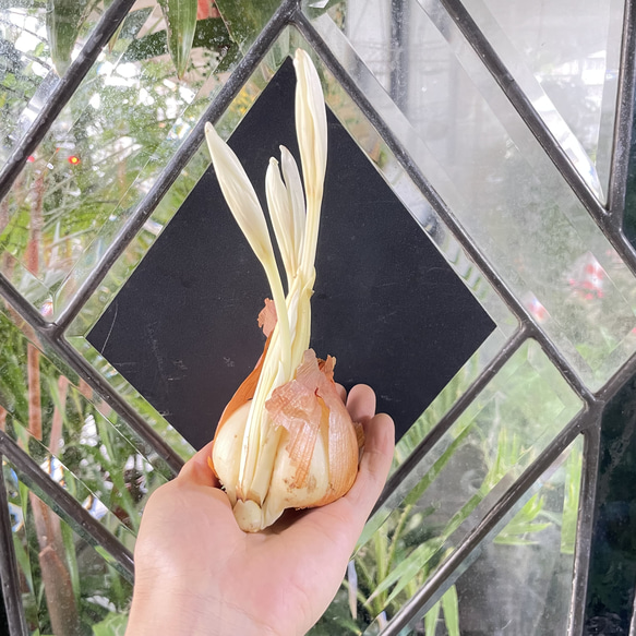 秋咲き球根 コルチカム〝ザ ジャイアント〟 紫花が楽しめる大型品種 6枚目の画像