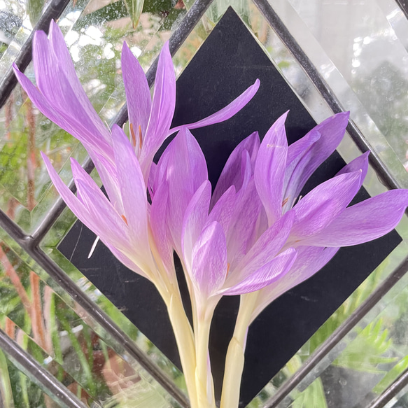 秋咲き球根 コルチカム〝ザ ジャイアント〟 紫花が楽しめる大型品種 3枚目の画像