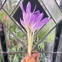 秋咲き球根 コルチカム〝ザ ジャイアント〟 紫花が楽しめる大型品種 2枚目の画像