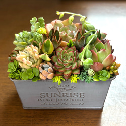 多肉植物寄せ植え 多肉 リメイク缶鉢 多肉植物 galleryk's植物 通販