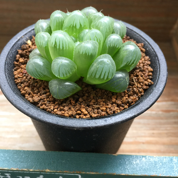 オブツーサ黒鉢♡♡トゥルンカータ♡ハオルチア♡美しい♡多肉植物
