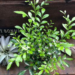 ジェイドガール♡ビカクシダ♡ P. willinckii 'Jade Girl