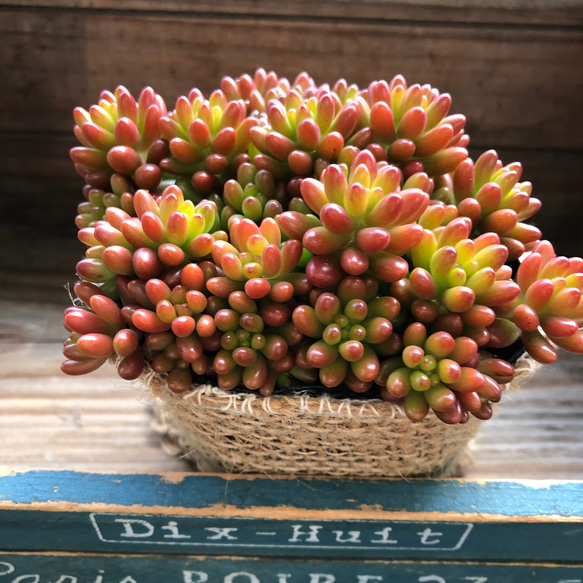 虹の玉♡多肉植物♡セダム♡インテリア♡ガーデニング♡ アート