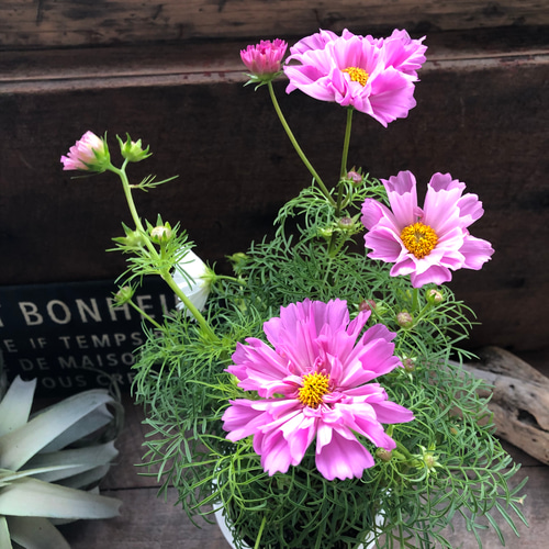 ダブルクリック♡コスモス♡半八重〜八重咲き♡ガーデニング アート