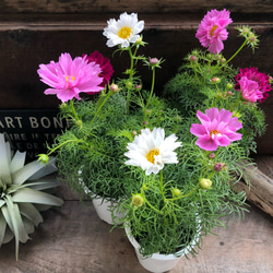 ダブルクリック♡コスモス♡半八重〜八重咲き♡ガーデニング アート