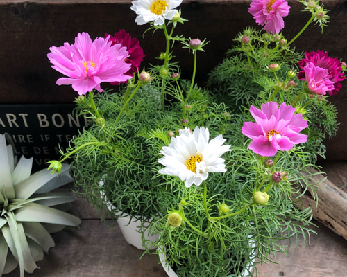 3e27ad514e6e0981fbbb6690df4f9b