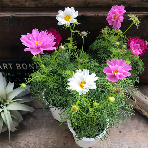 ダブルクリック♡コスモス♡半八重〜八重咲き♡ガーデニング アート