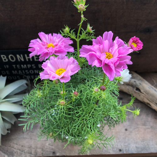 ダブルクリック♡コスモス♡半八重〜八重咲き♡ガーデニング アート