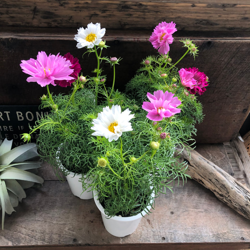 コスモス様ミニチュア hq720.jpg?sqp=-