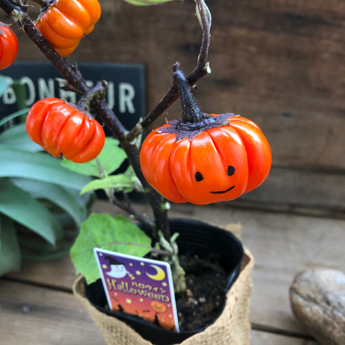 ソラナム パンプキン♡ハロウィンに♡早い者勝ち♡ アートフラワー