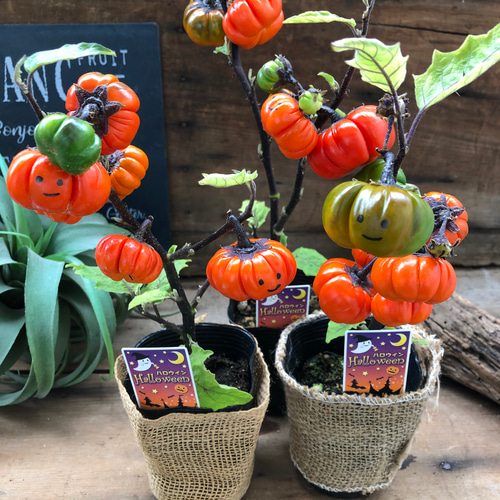 ソラナム パンプキン♡ハロウィンに♡早い者勝ち♡ アートフラワー