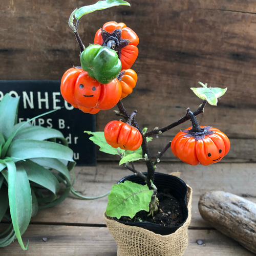 ソラナム パンプキン♡ハロウィンに♡早い者勝ち♡ アート