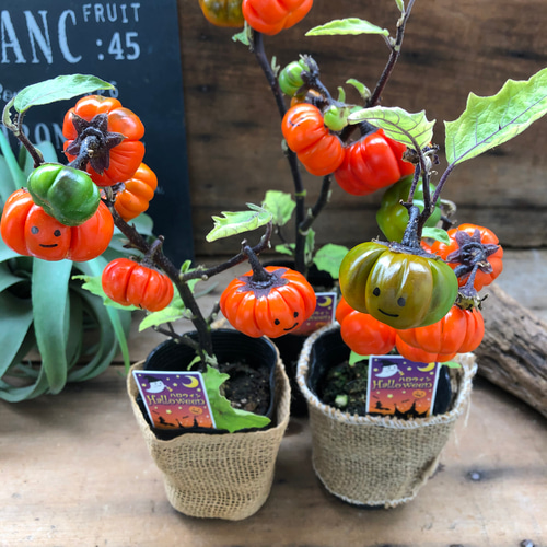 レジン＊パンプキン フラワー ヘアゴム⟡.·*.ハロウィン レジン＊パンプキン フラワー ヘアゴム⟡.·*.ハロウィン ✨ハロウィン