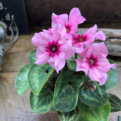 アンティークな色合い♡フォックスリータイム♡可愛い♡ガーデニング