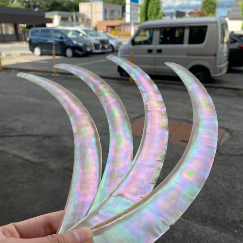 夜光貝 スライス 2枚セット 特大サイズ 26-28cm 螺鈿細工 ハンドメイド 