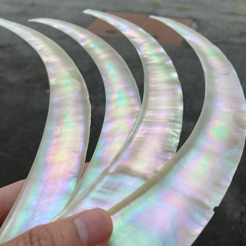 夜光貝 スライス 2枚セット 特大サイズ 26-28cm 螺鈿細工 ハンドメイド