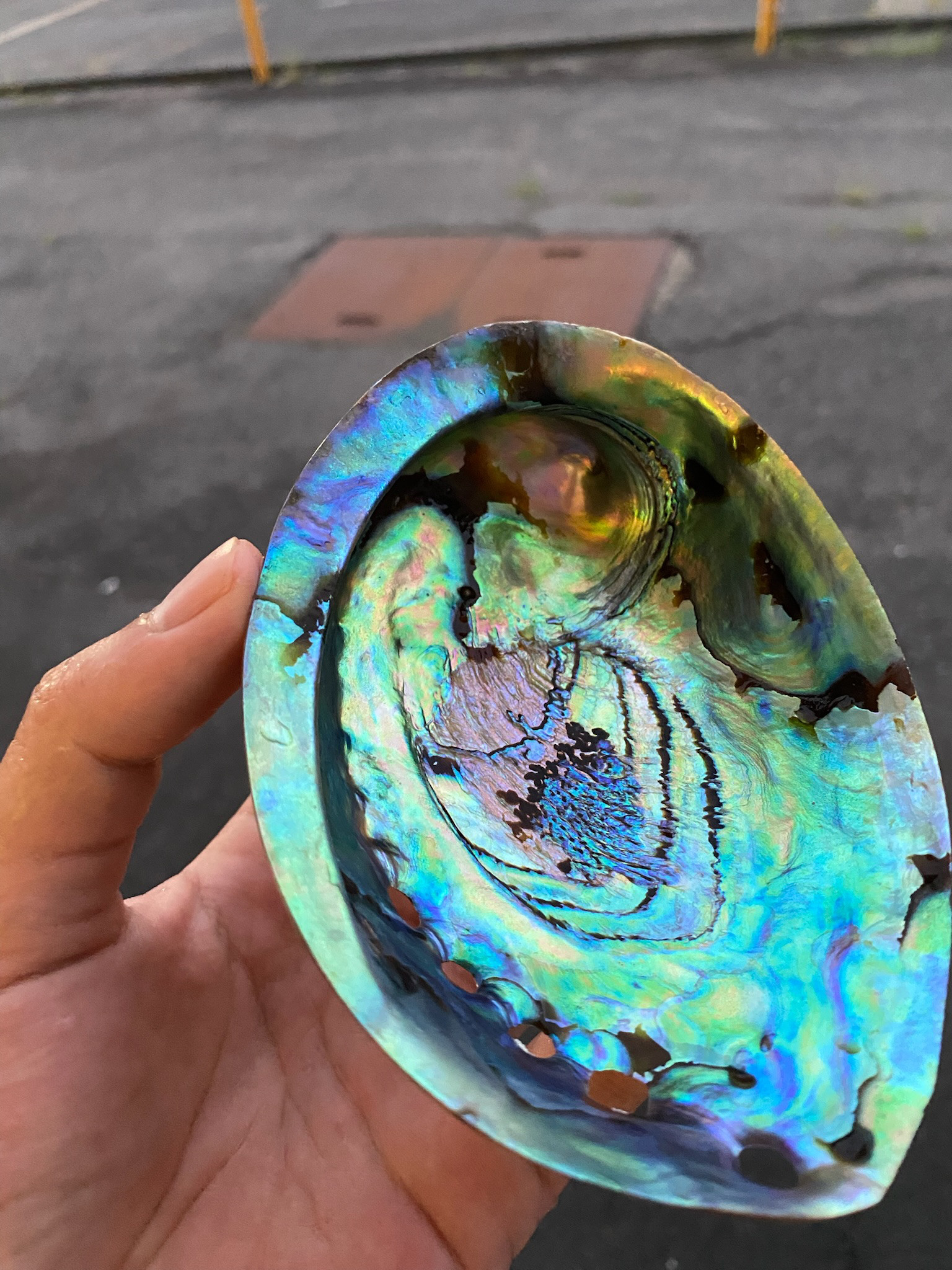 アワビ貝　ニュージーランド産　2個セット　置物　小物入れ　お皿　アクセサリー素材