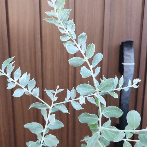 可愛い♪パールアカシア 壺型テラコッタ鉢植え 3本立ち 苗木 ミモザ