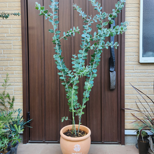 可愛い♪パールアカシア 壺型テラコッタ鉢植え 3本立ち 苗木 ミモザ