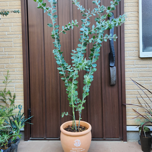 可愛い♪パールアカシア 壺型テラコッタ鉢植え 3本立ち 苗木 ミモザ
