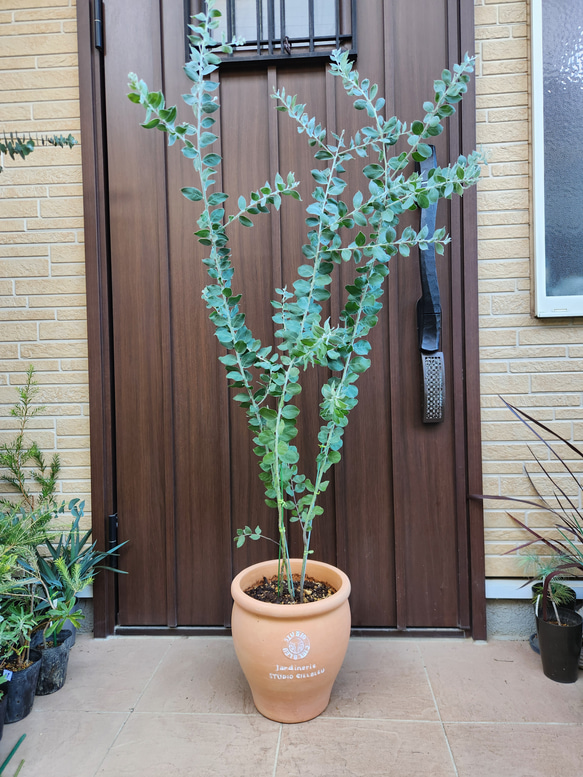 可愛い♪パールアカシア 壺型テラコッタ鉢植え 3本立ち 苗木 ミモザ