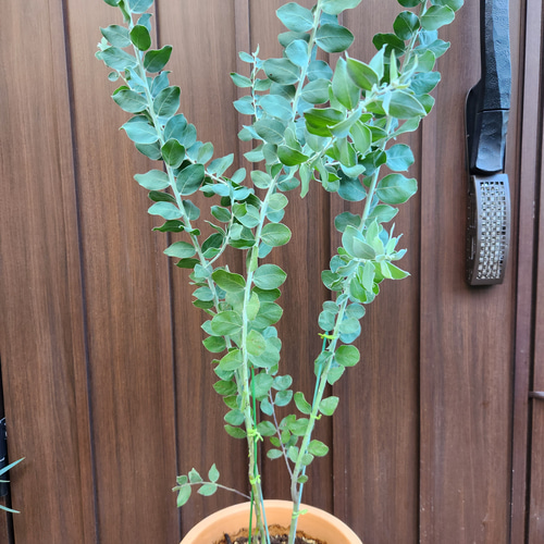 可愛い♪パールアカシア 壺型テラコッタ鉢植え 3本立ち 苗木 ミモザ