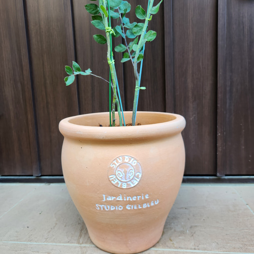 可愛い♪パールアカシア 壺型テラコッタ鉢植え 3本立ち 苗木 ミモザ