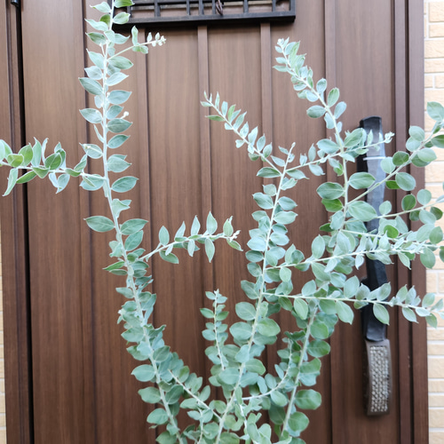 可愛い♪パールアカシア 壺型テラコッタ鉢植え 3本立ち 苗木 ミモザ