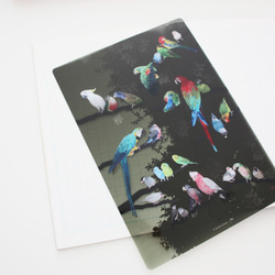 B5サイズ下敷き「彩色羽図」 9枚目の画像