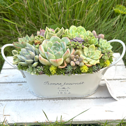 多肉植物 初夏の多肉セダムの寄せ植え そのまま飾れる ブリキ鉢