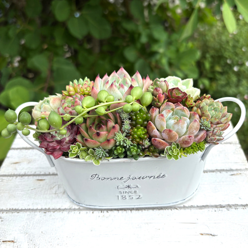 多肉植物寄せ植えそのまま飾れる 白ポット取って付き おしゃれポット