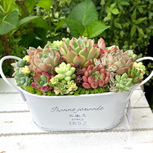 多肉植物寄せ植えそのまま飾れる 白ポット取って付き おしゃれポット